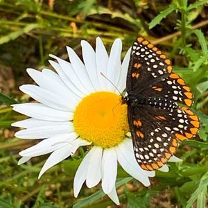 Meet your Posher, Sherri